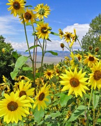 Sunflowers